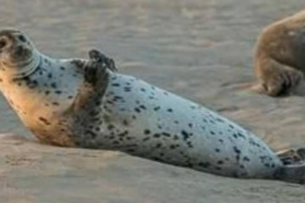 GL 18 gite à 100m de la plage Cayeux-sur-Mer Esterno foto
