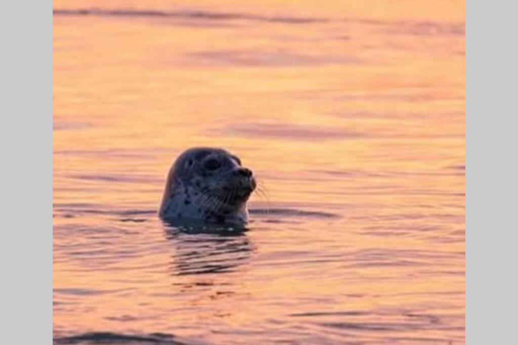 GL 18 gite à 100m de la plage Cayeux-sur-Mer Esterno foto